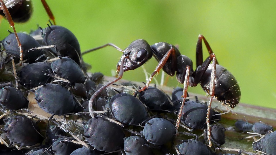 mravce a vošky