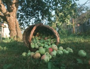 Aké sú najlepšie odrody jabĺk