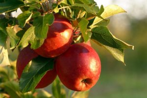 jabloň a jej pestovanie