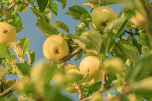 letné odrody jabĺk