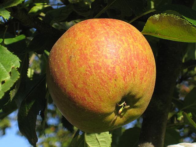 Coxova reneta patrí medzi najlepšie odrody jabĺk vhodných na kvas