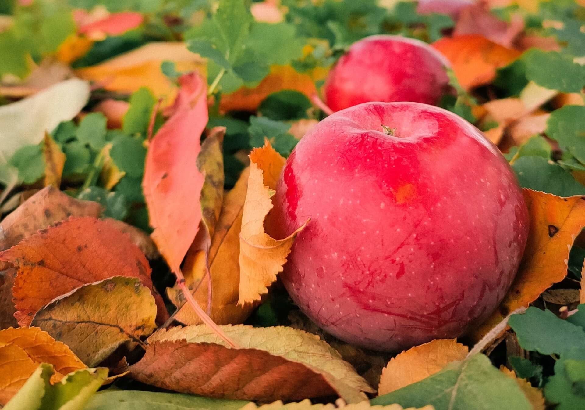 jesenne-odrody-jablk