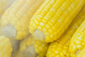 Pestovanie kukurice Ako si dopestovať lahôdkovú či pukancovú kukuricu