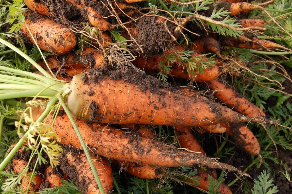 mrkvu je potrebné po vykopaní zo zeme očistiť